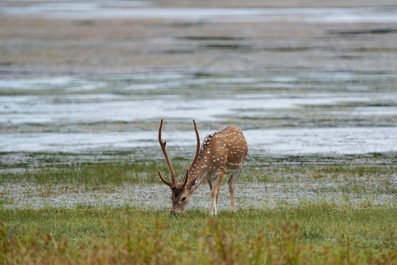 Wildlife image